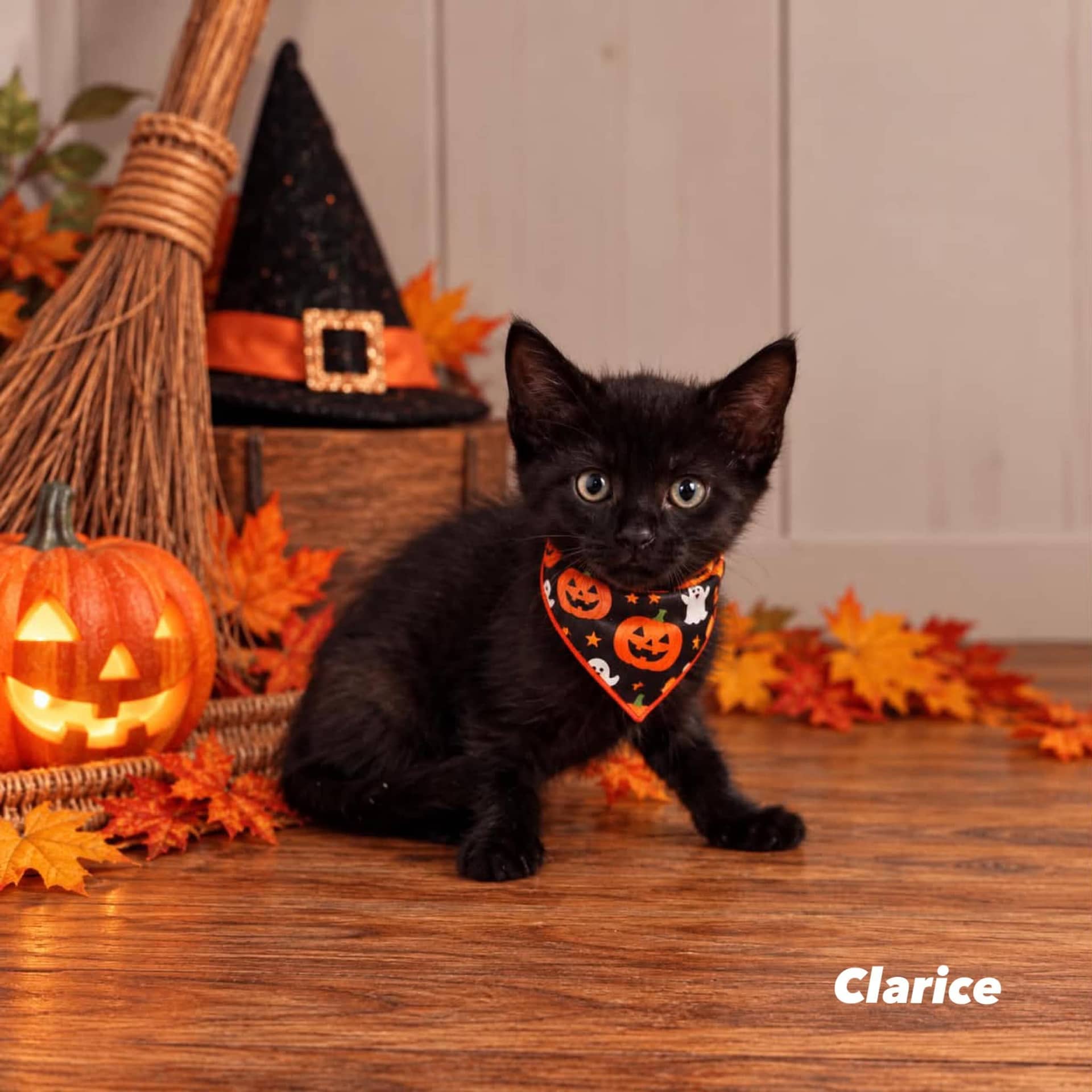 Clarice - Domestic Shorthair cat available for adoption at Angel-Paws Inc. in Townsville