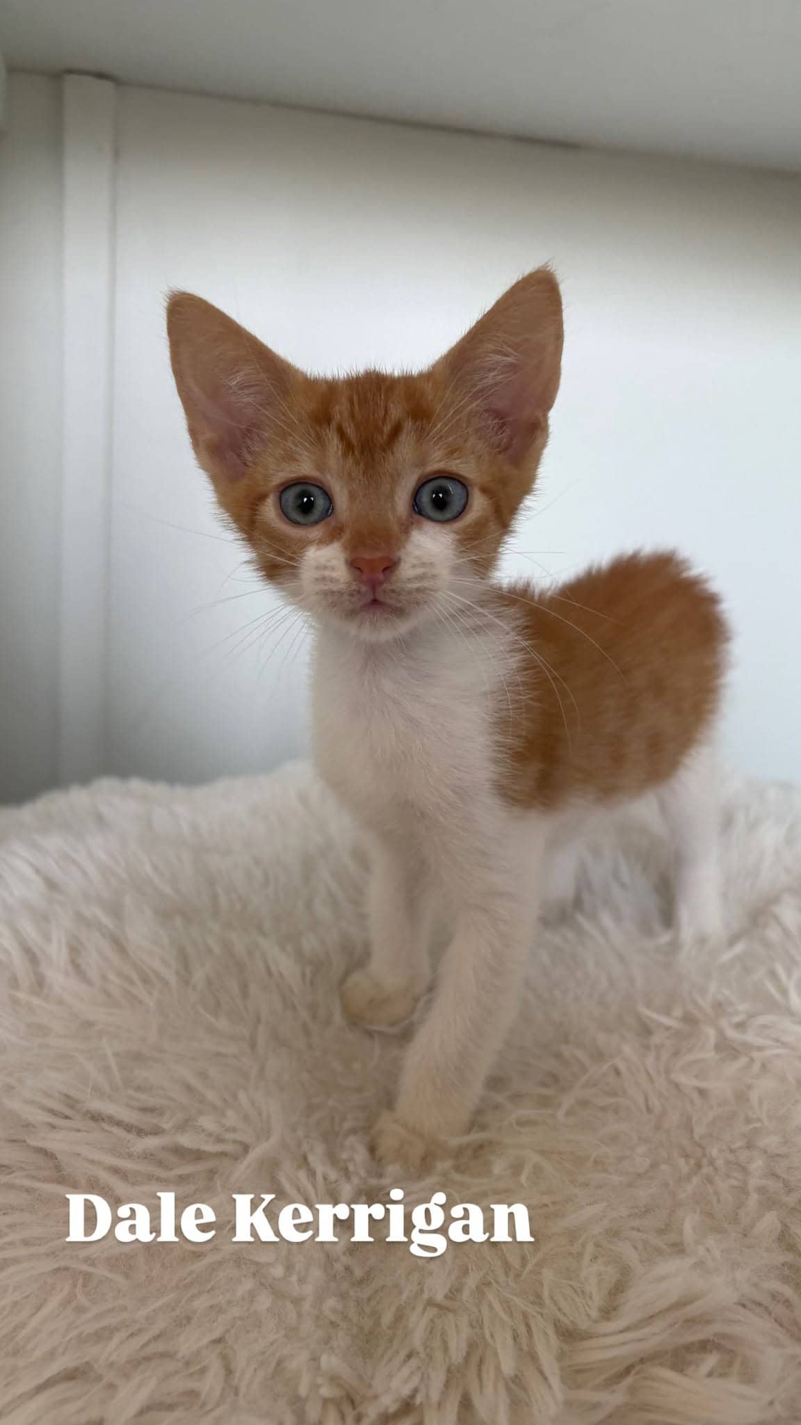 Dale Kerrigan - Domestic Shorthair cat available for adoption at Angel-Paws Inc. in Townsville