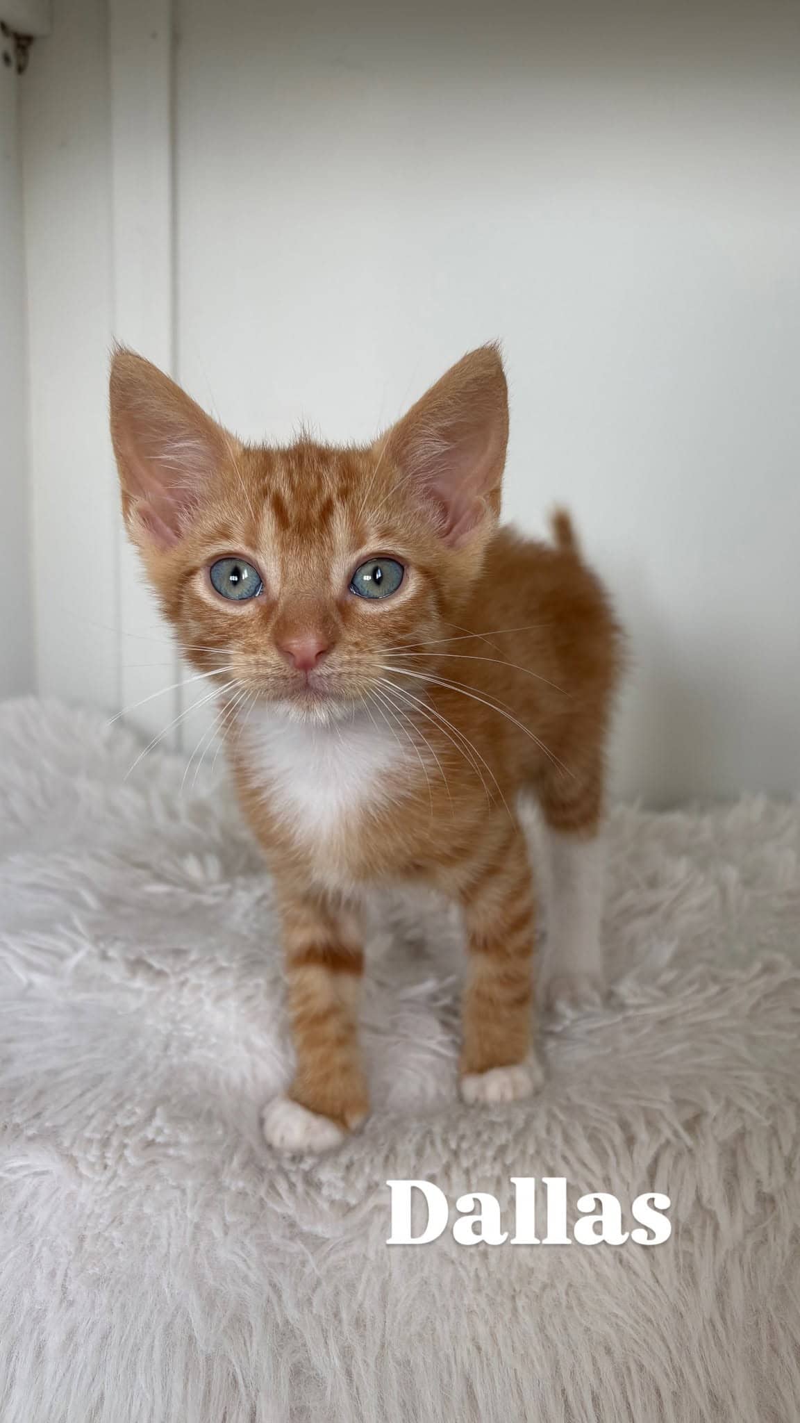 Dallas - Domestic Shorthair cat available for adoption at Angel-Paws Inc. in Townsville