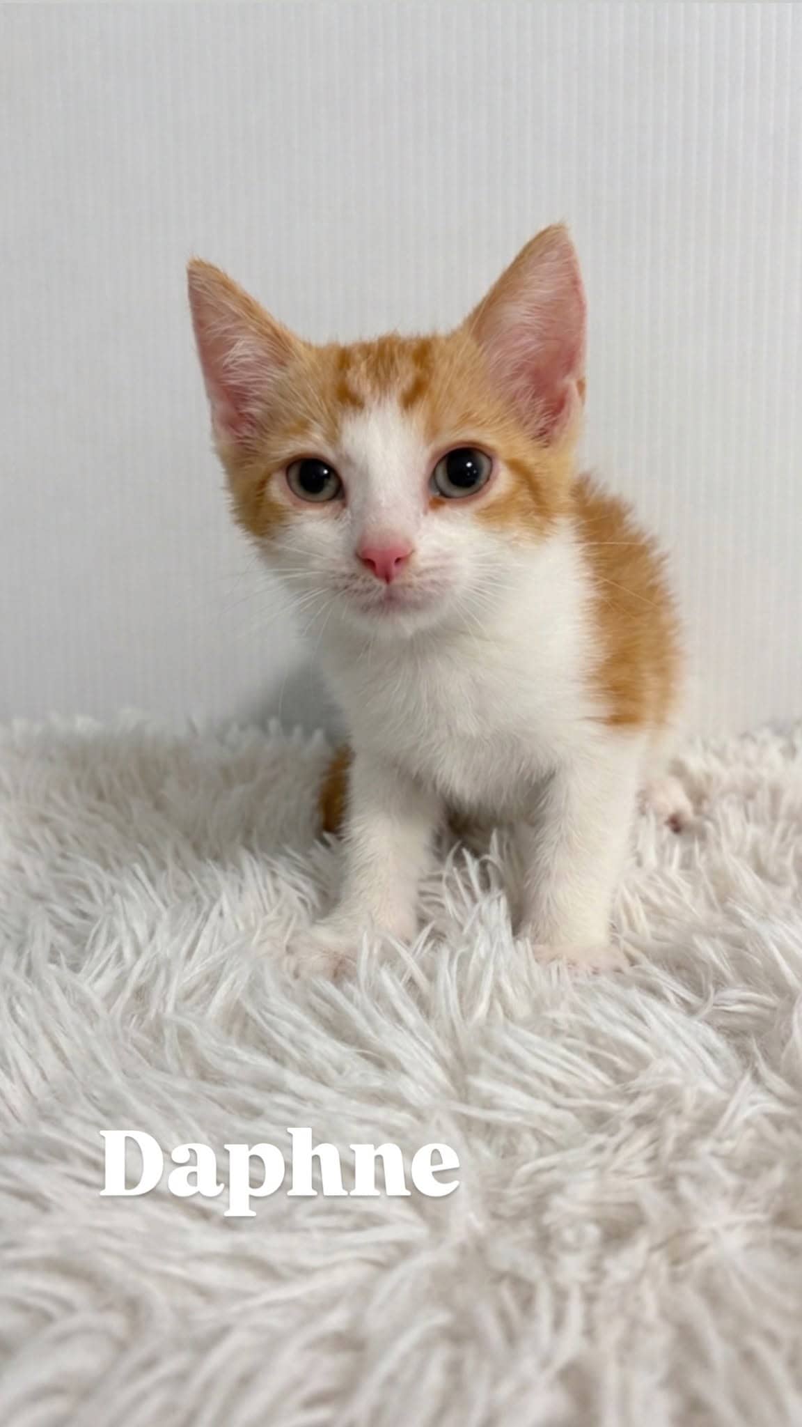 Daphne - Domestic Shorthair cat available for adoption at Angel-Paws Inc. in Townsville