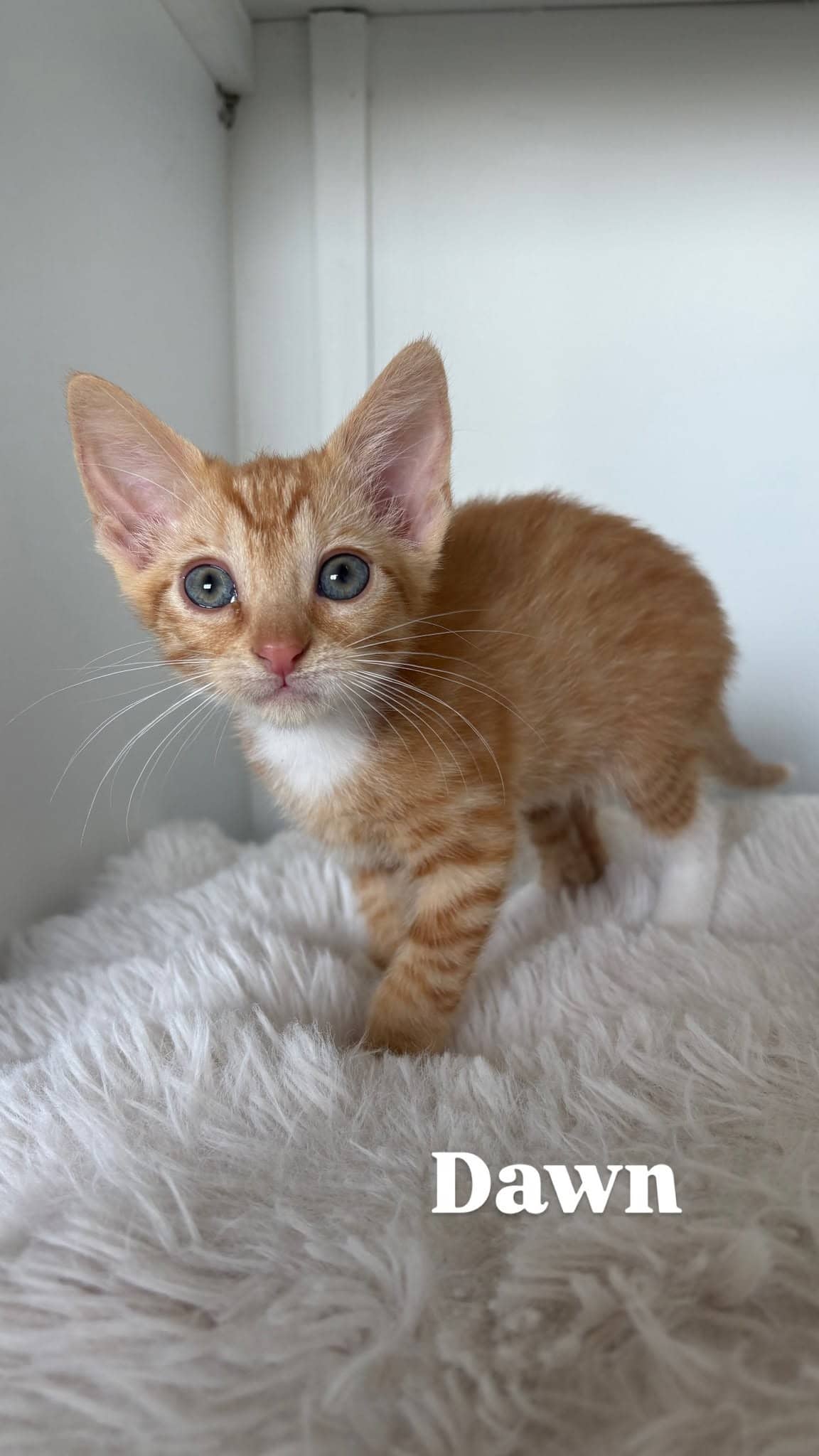 Dawn - Domestic Shorthair cat available for adoption at Angel-Paws Inc. in Townsville
