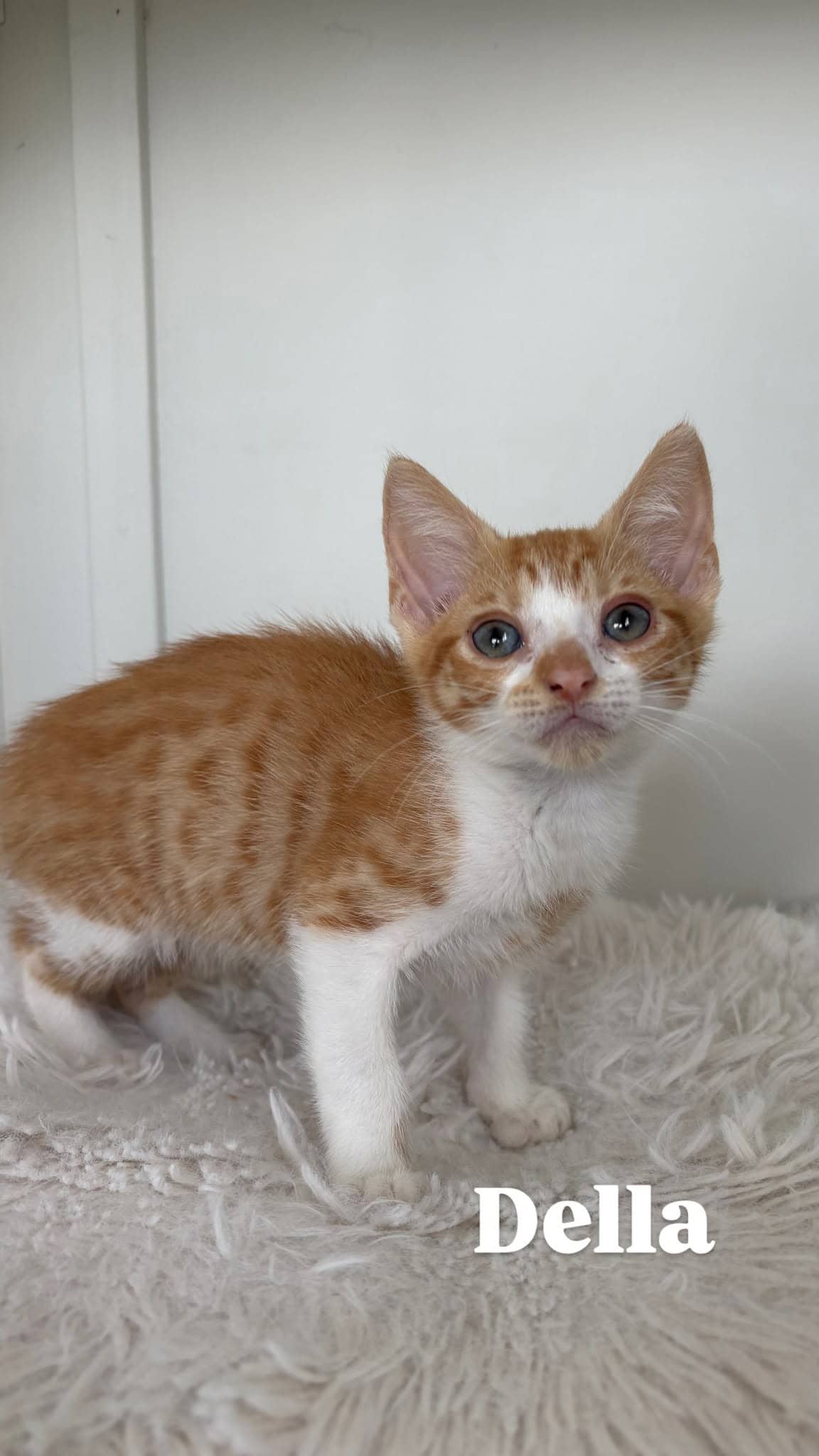 Della - Domestic Shorthair cat available for adoption at Angel-Paws Inc. in Townsville