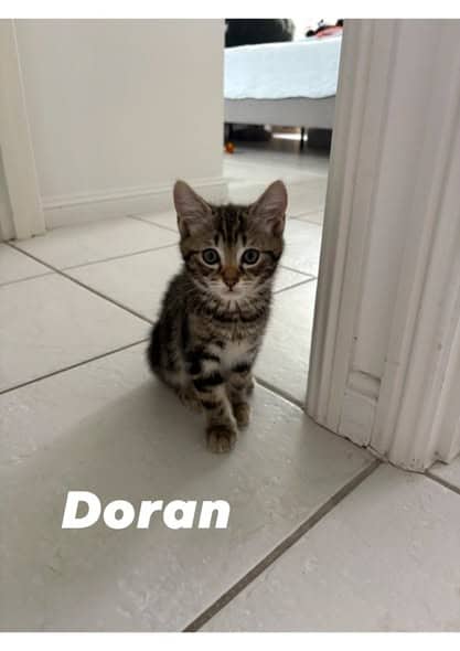 Doran - Domestic Shorthair cat available for adoption at Angel-Paws Inc. in Townsville