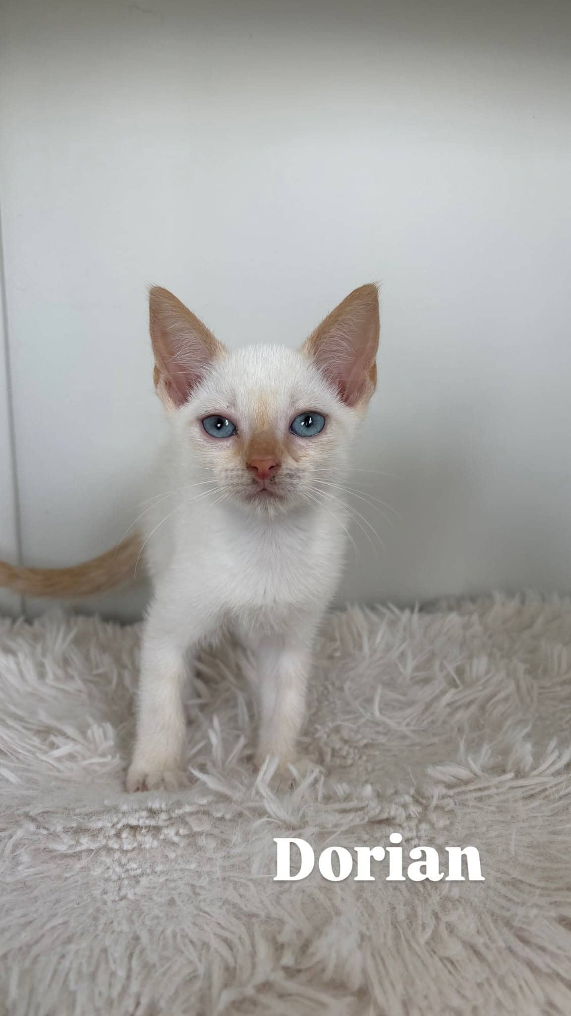 Dorian - Domestic Shorthair cat available for adoption at Angel-Paws Inc. in Townsville