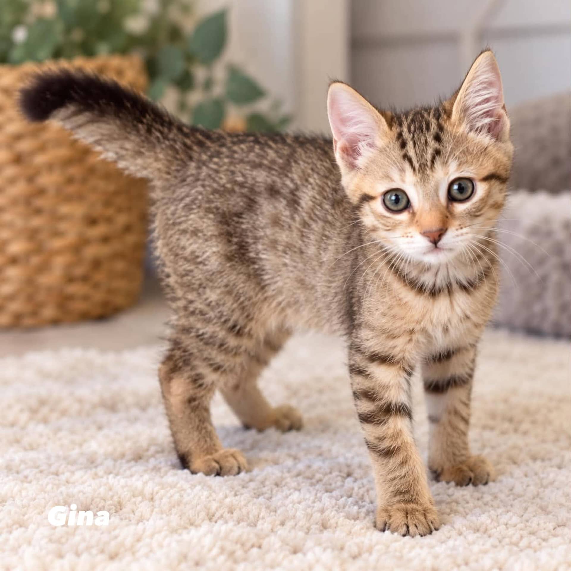 Gina - Domestic Shorthair cat available for adoption at Angel-Paws Inc. in Townsville
