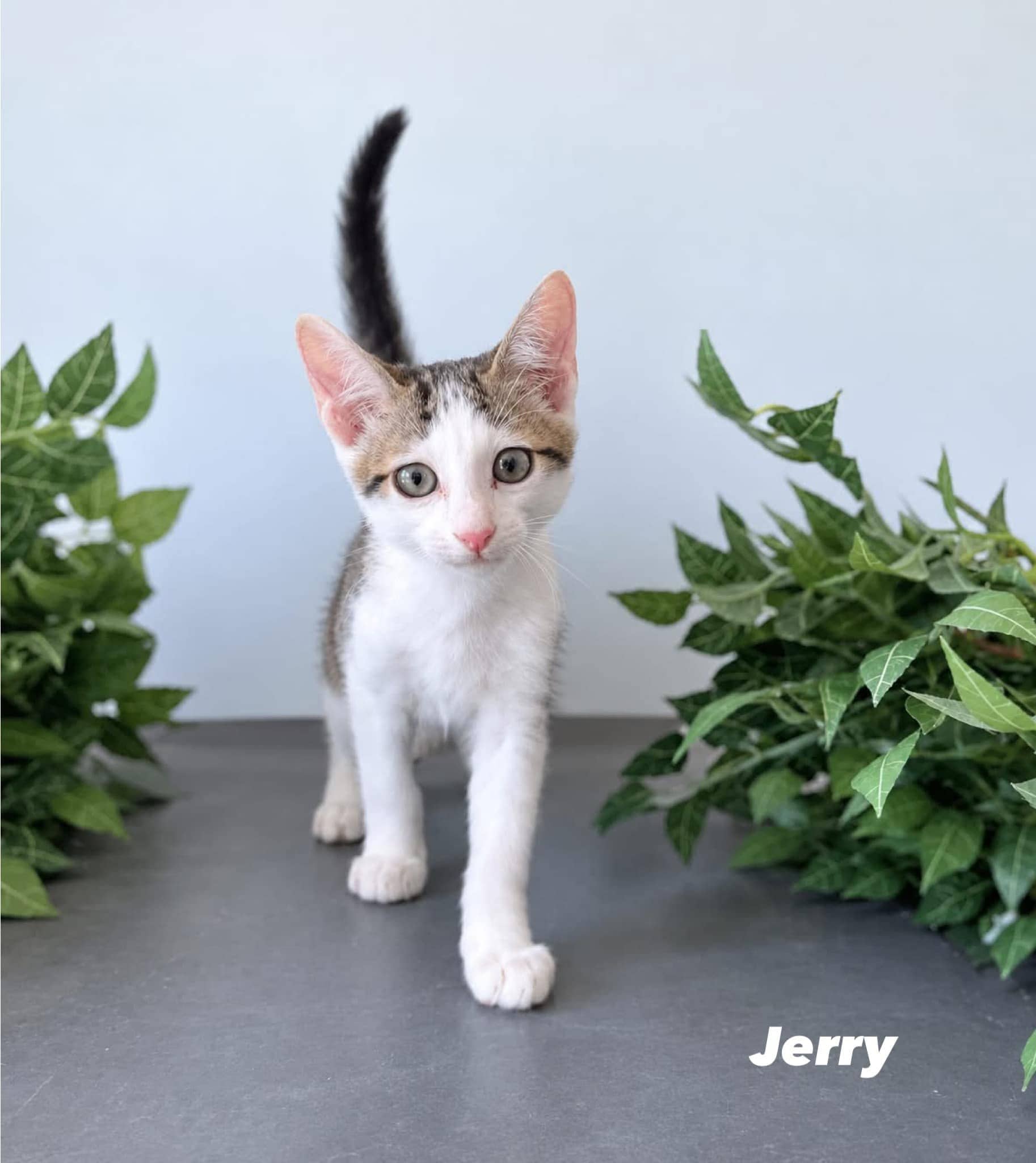 Jerry - Domestic Short Hair cat available for adoption at Angel-Paws Inc. in Townsville