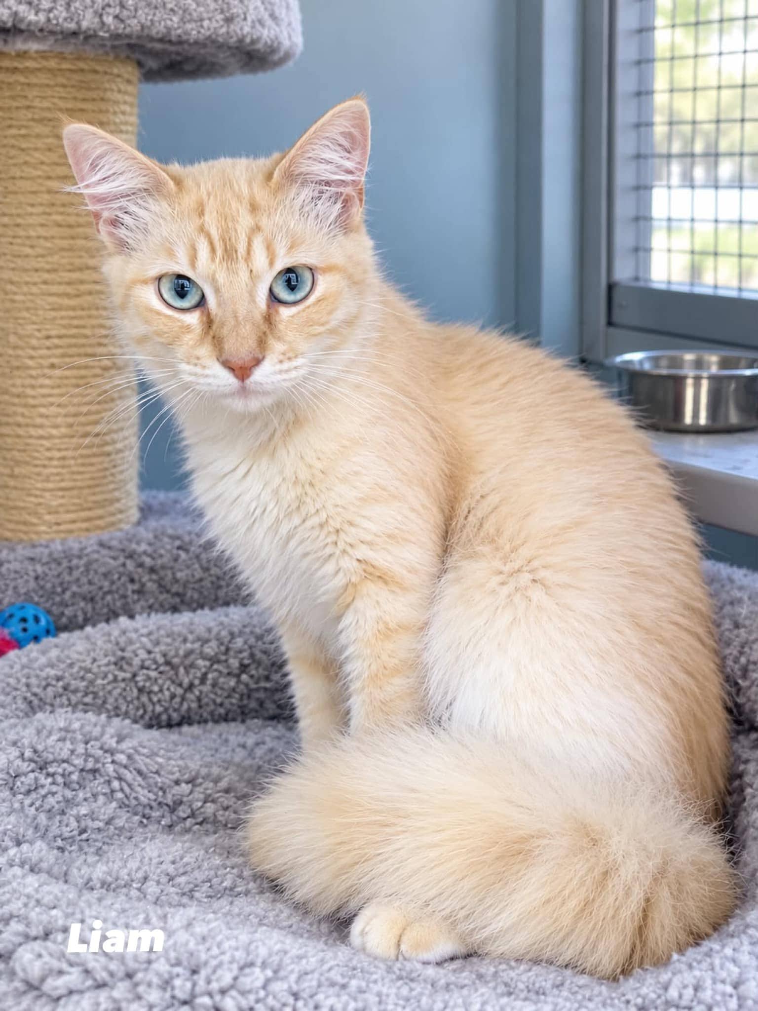 Liam - Domestic Shorthair cat available for adoption at Angel-Paws Inc. in Townsville