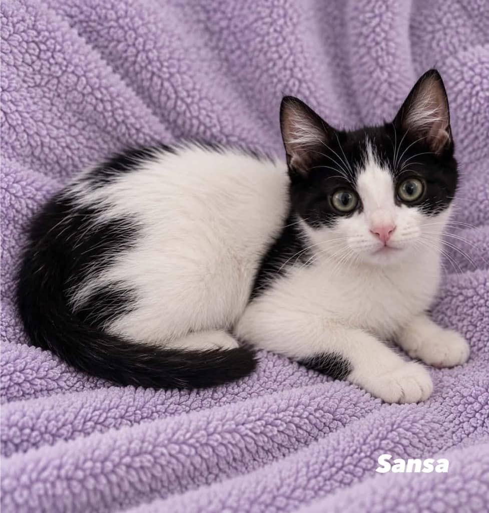 Sansa - Domestic Short Hair cat available for adoption at Angel-Paws Inc. in Townsville