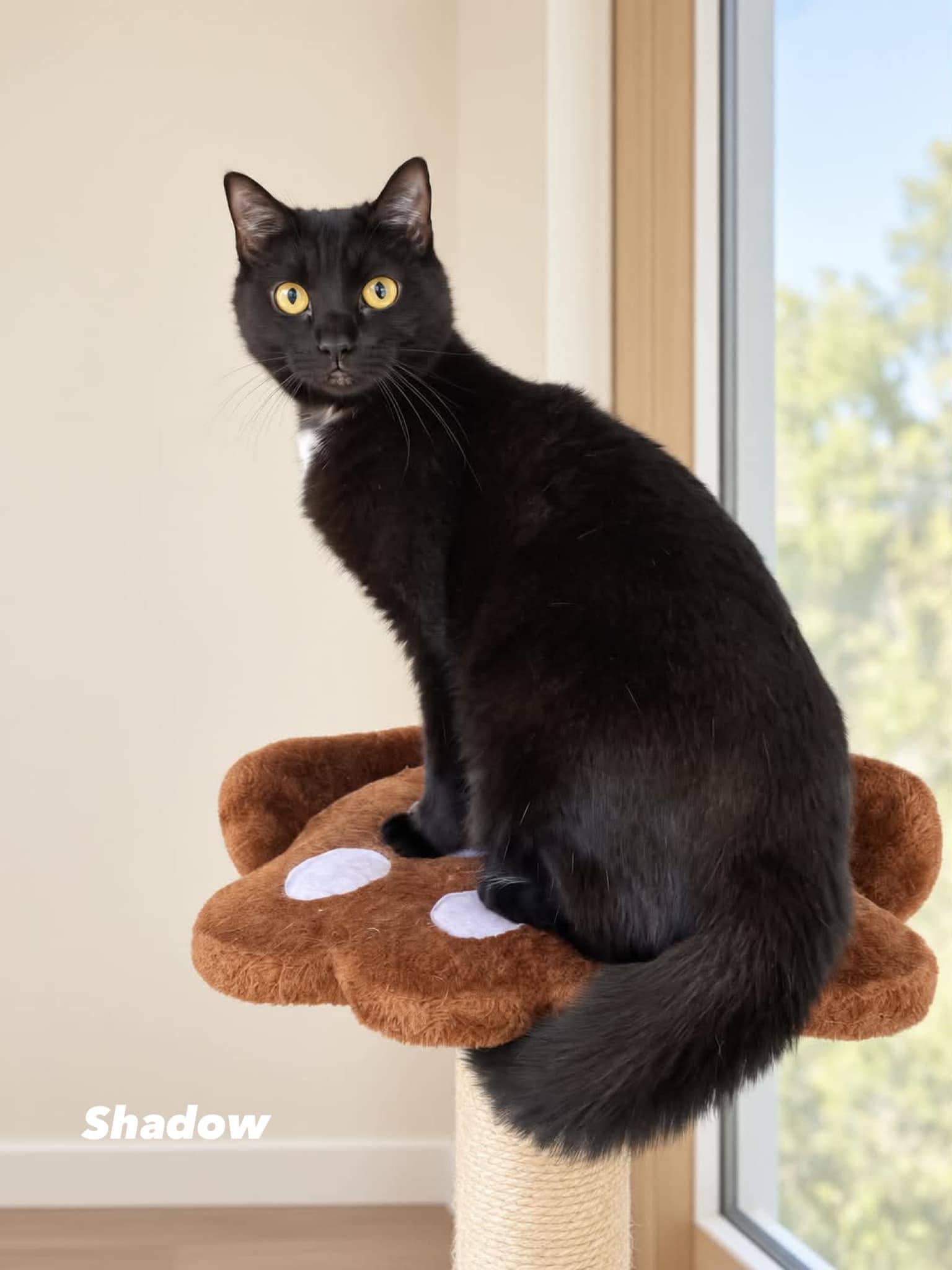 Shadow - Domestic Short Hair cat available for adoption at Angel-Paws Inc. in Townsville