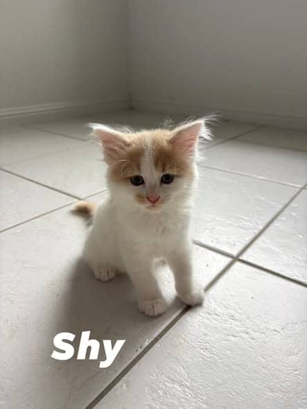 Shy - Domestic Shorthair cat available for adoption at Angel-Paws Inc. in Townsville