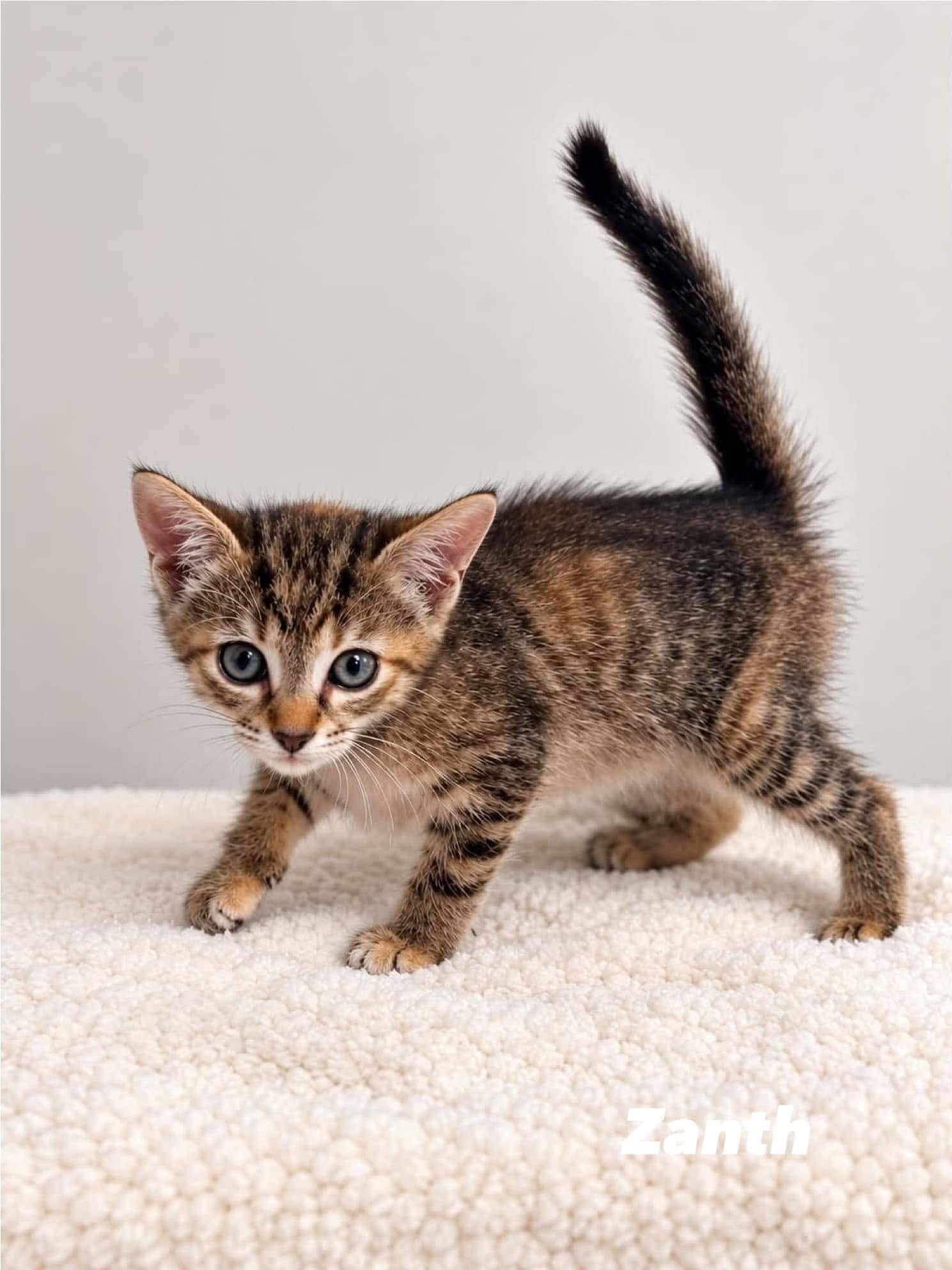 Zanth - Domestic Short Hair cat available for adoption at Angel-Paws Inc. in Townsville