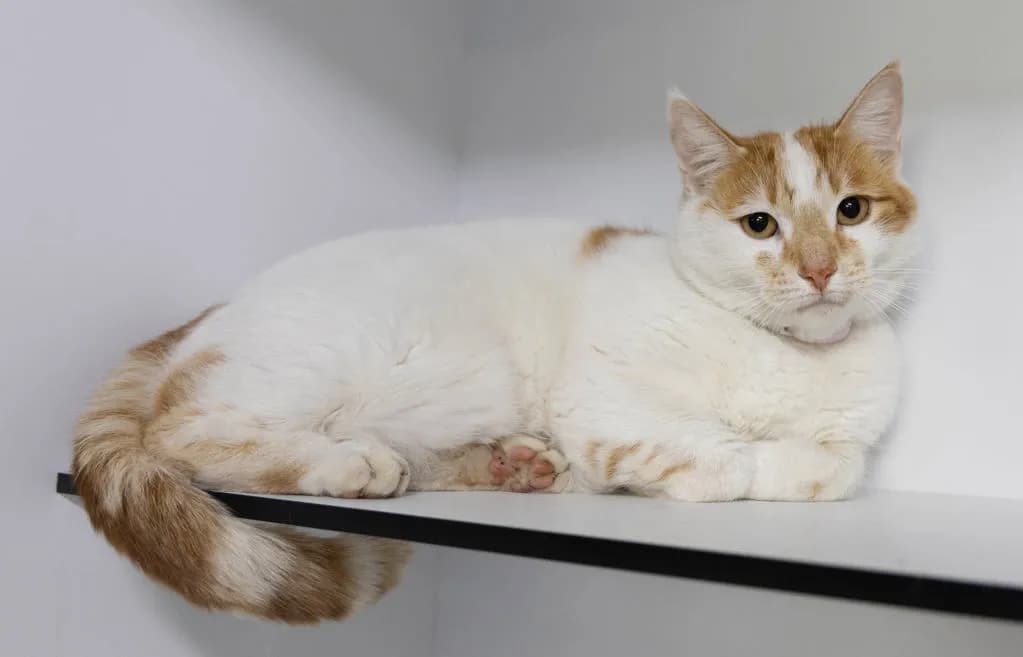 Finn - Domestic Short Hair cat available for adoption at Animal Welfare League Queensland in Gold Coast