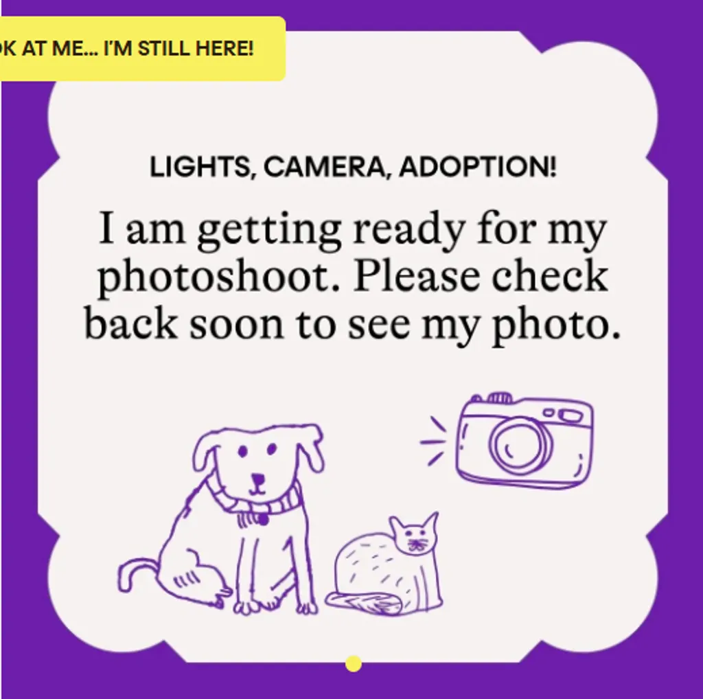 Wafflina - Domestic Short Hair cat available for adoption at Animal Welfare League Queensland in Gold Coast