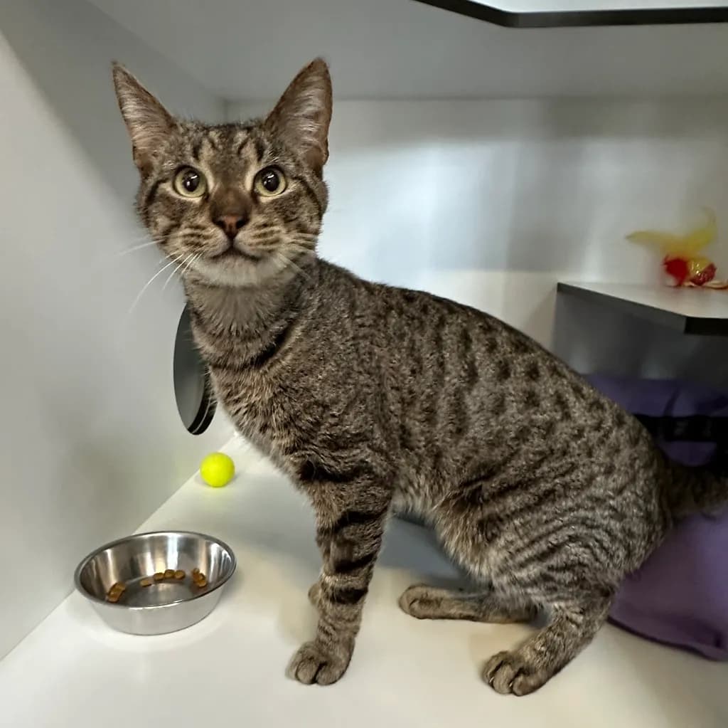 Lava - Domestic Short Hair cat available for adoption at Animal Welfare League Queensland in Brisbane