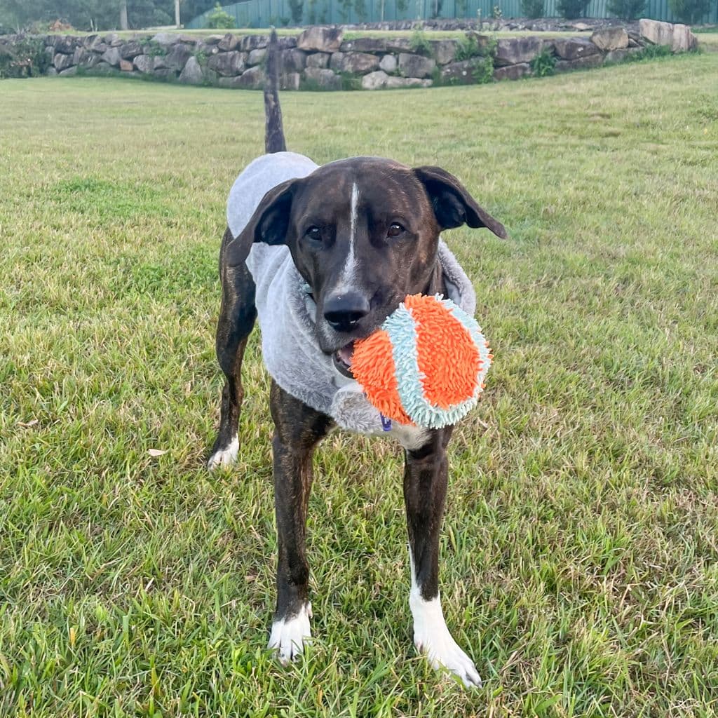 Chief - American Staffy / Mastiff available for adoption in Gold Coast