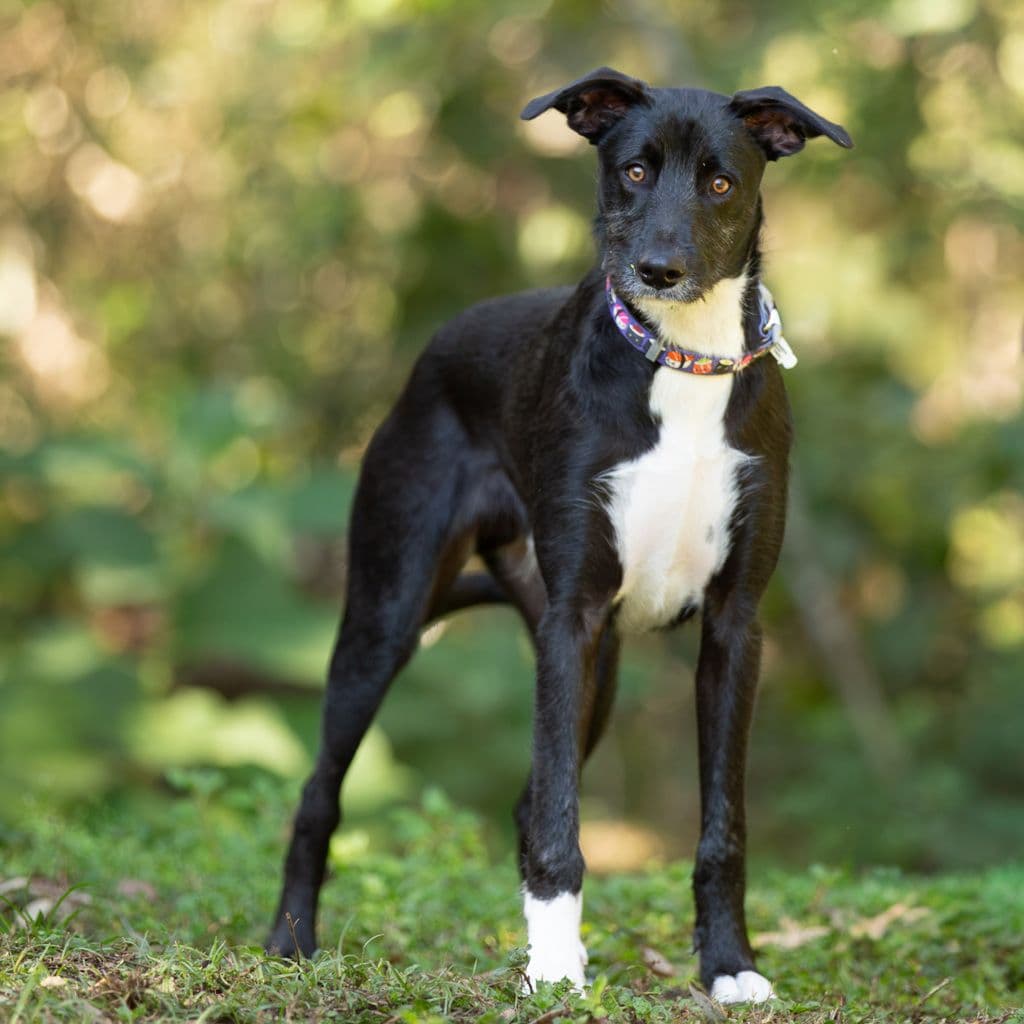 Freddie - Australian Kelpie / Irish Wolfhound available for adoption in Gold Coast