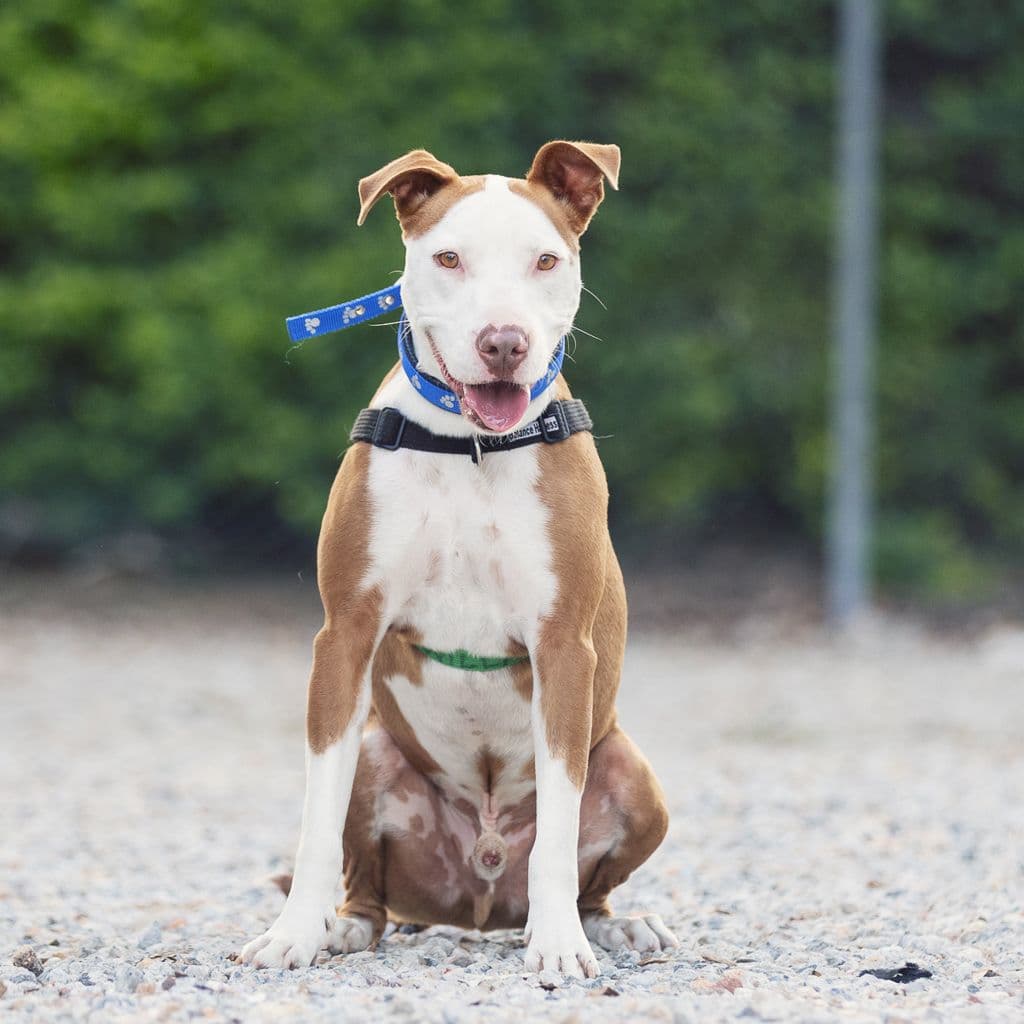 Dante - American Staffy available for adoption in Brisbane