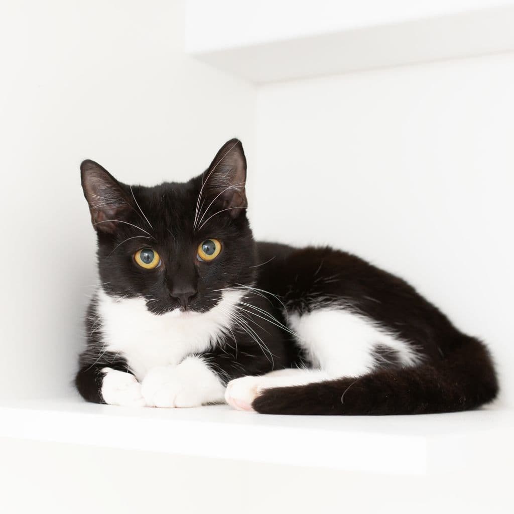 Lily - Domestic Short Hair cat available for adoption in Gold Coast