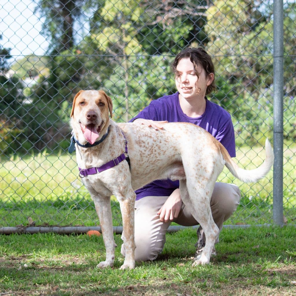 Chester - Australian Cattledog / German Shorthaired Pointer available for adoption in Brisbane