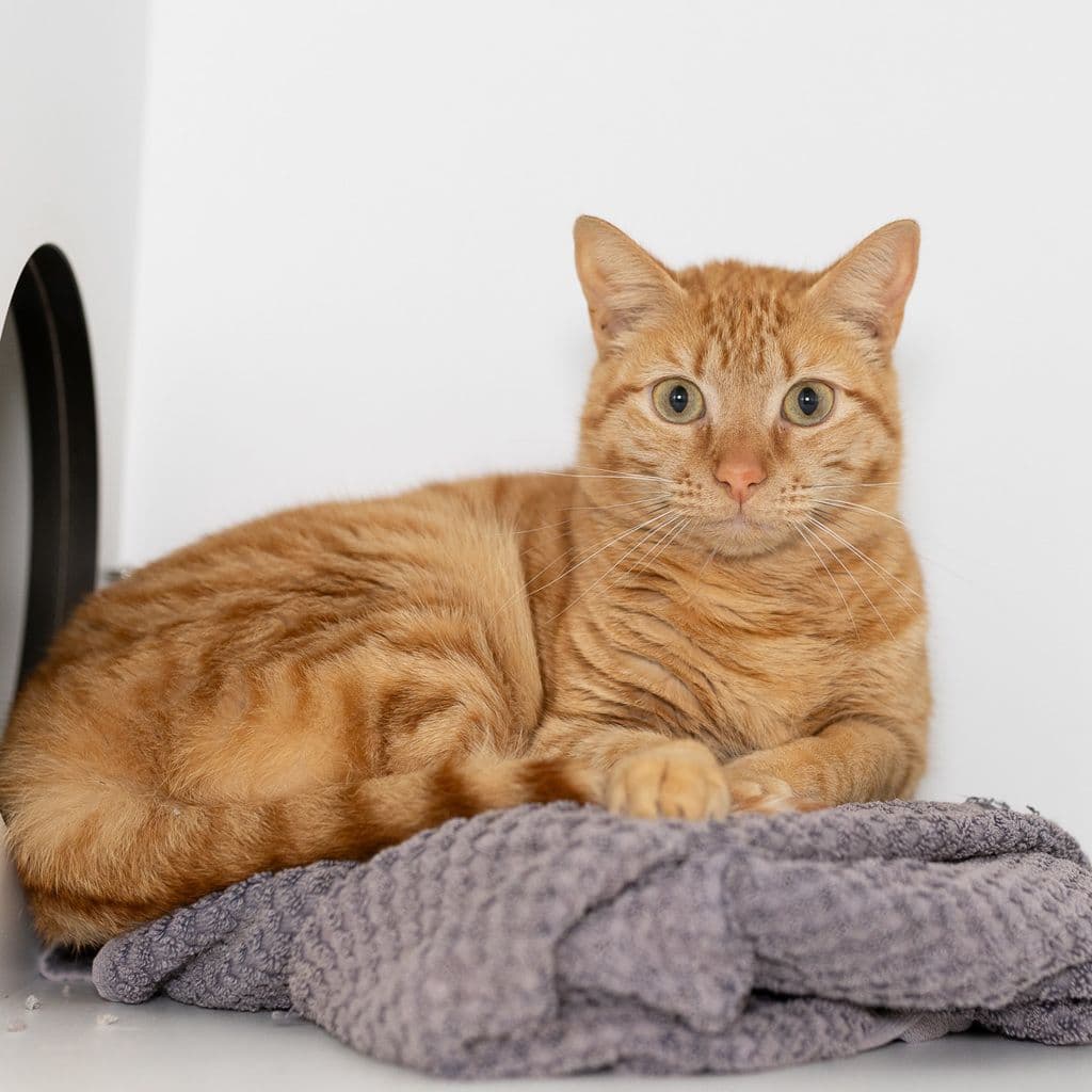 Dahlia - Domestic Short Hair cat available for adoption in Brisbane