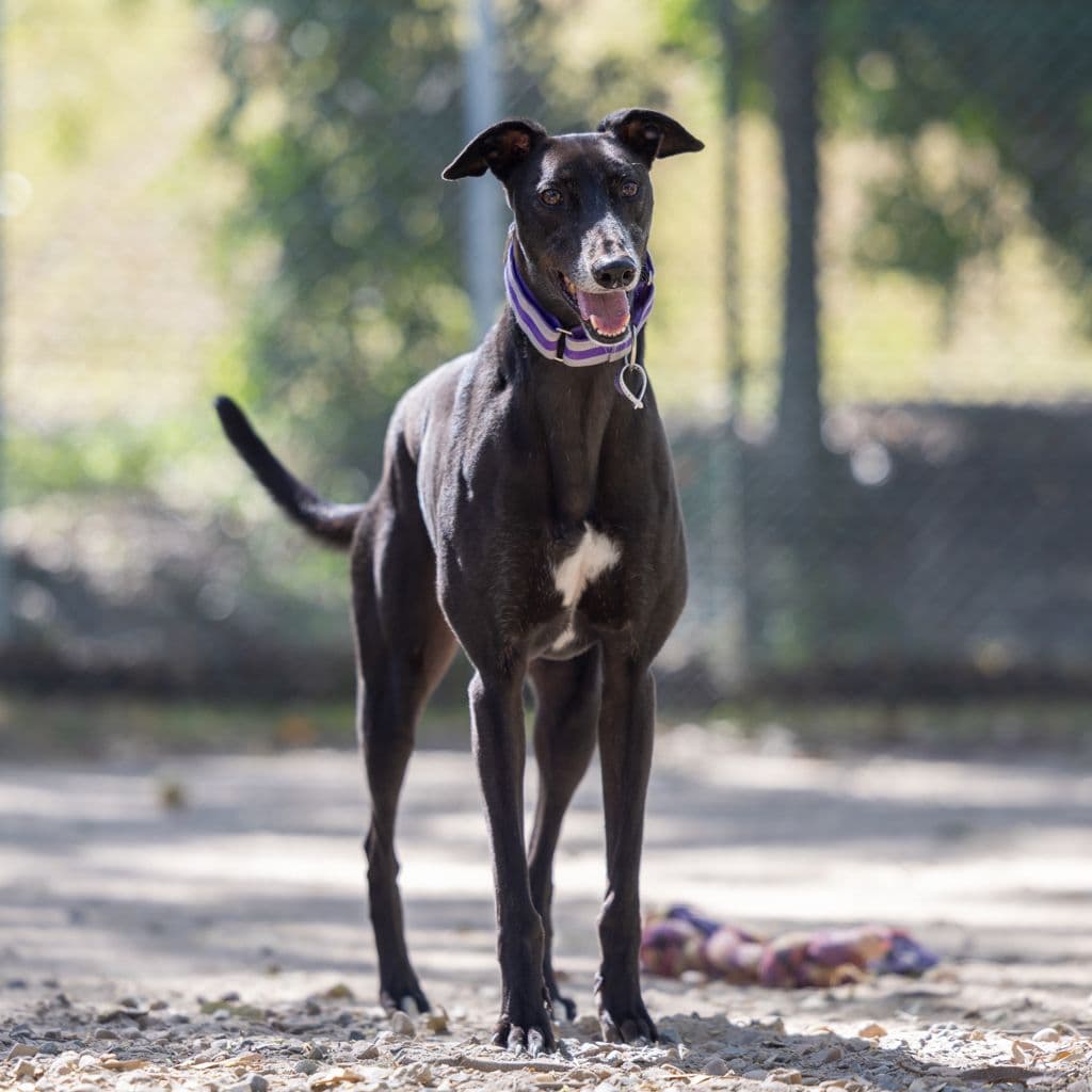 Phineas - Greyhound available for adoption in Gold Coast