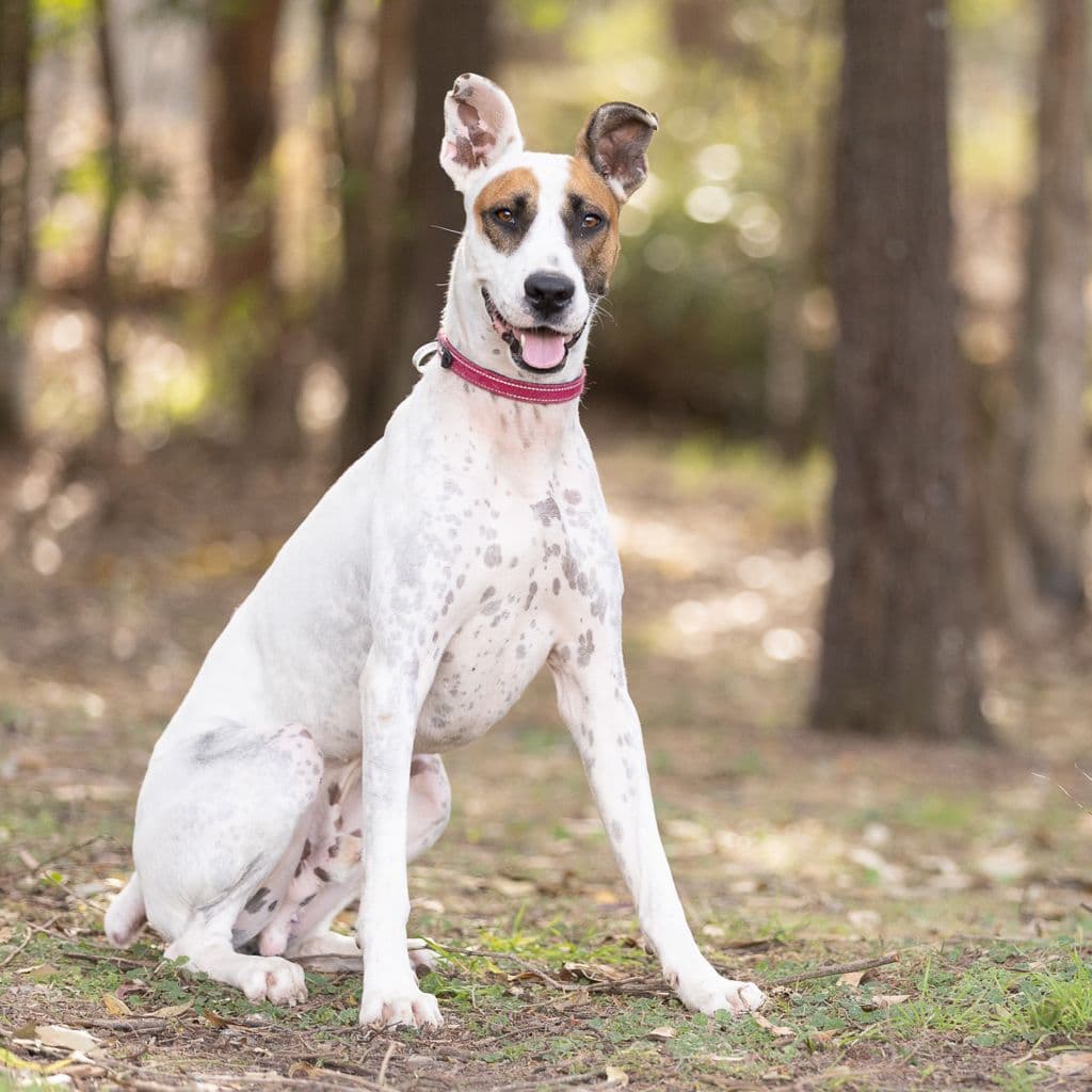 Desmond - Bull Arab available for adoption in Brisbane