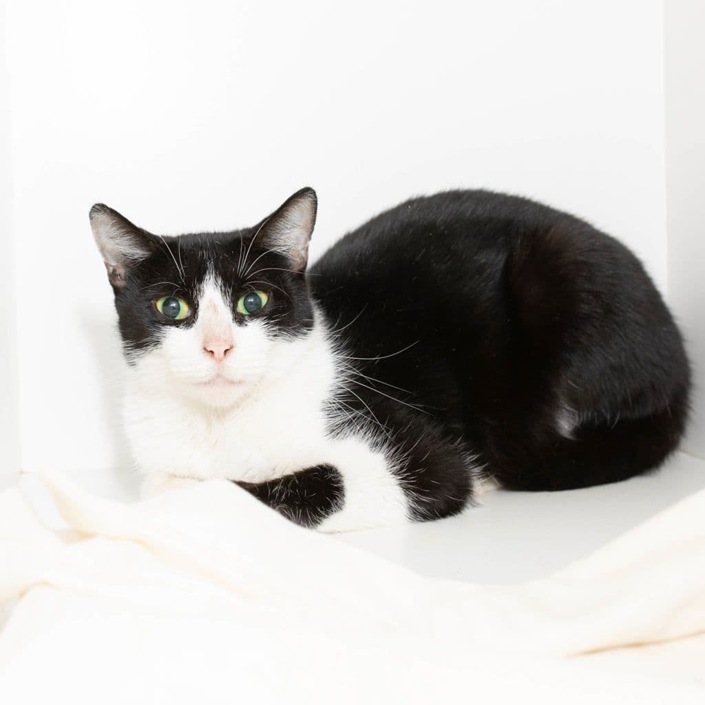 Betty Boop - Domestic Short Hair cat available for adoption in Gold Coast