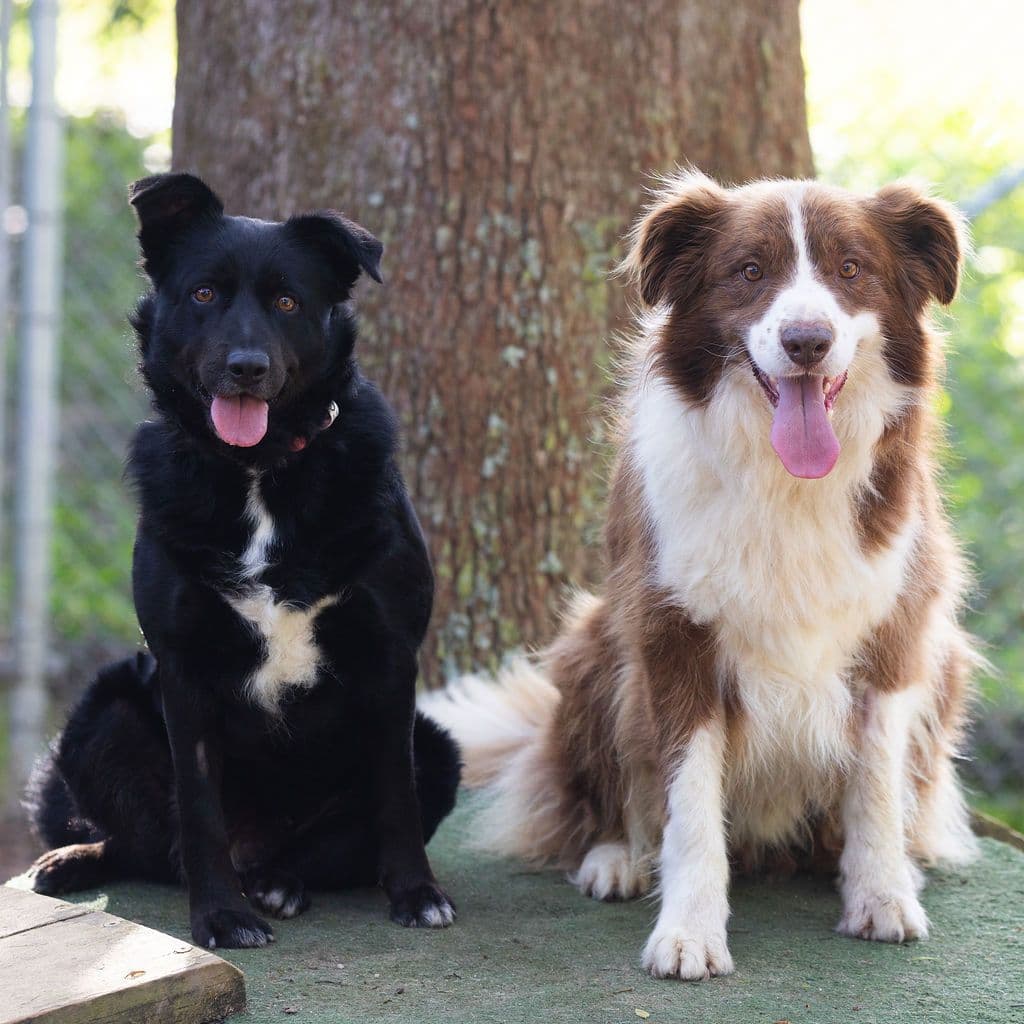 Koda - Border Collie / Australian Kelpie available for adoption in Gold Coast