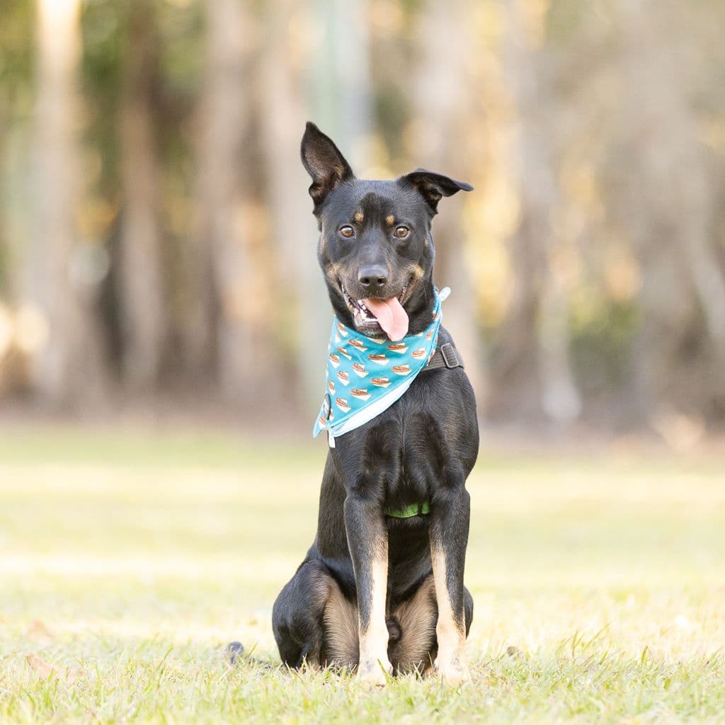 Buddy - Australian Kelpie / Rhodesian Ridgeback available for adoption in Brisbane