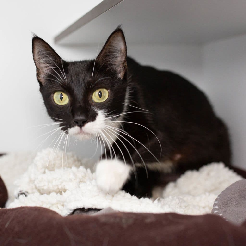 Mittens - Domestic Short Hair cat available for adoption at Animal Welfare League Queensland in Brisbane