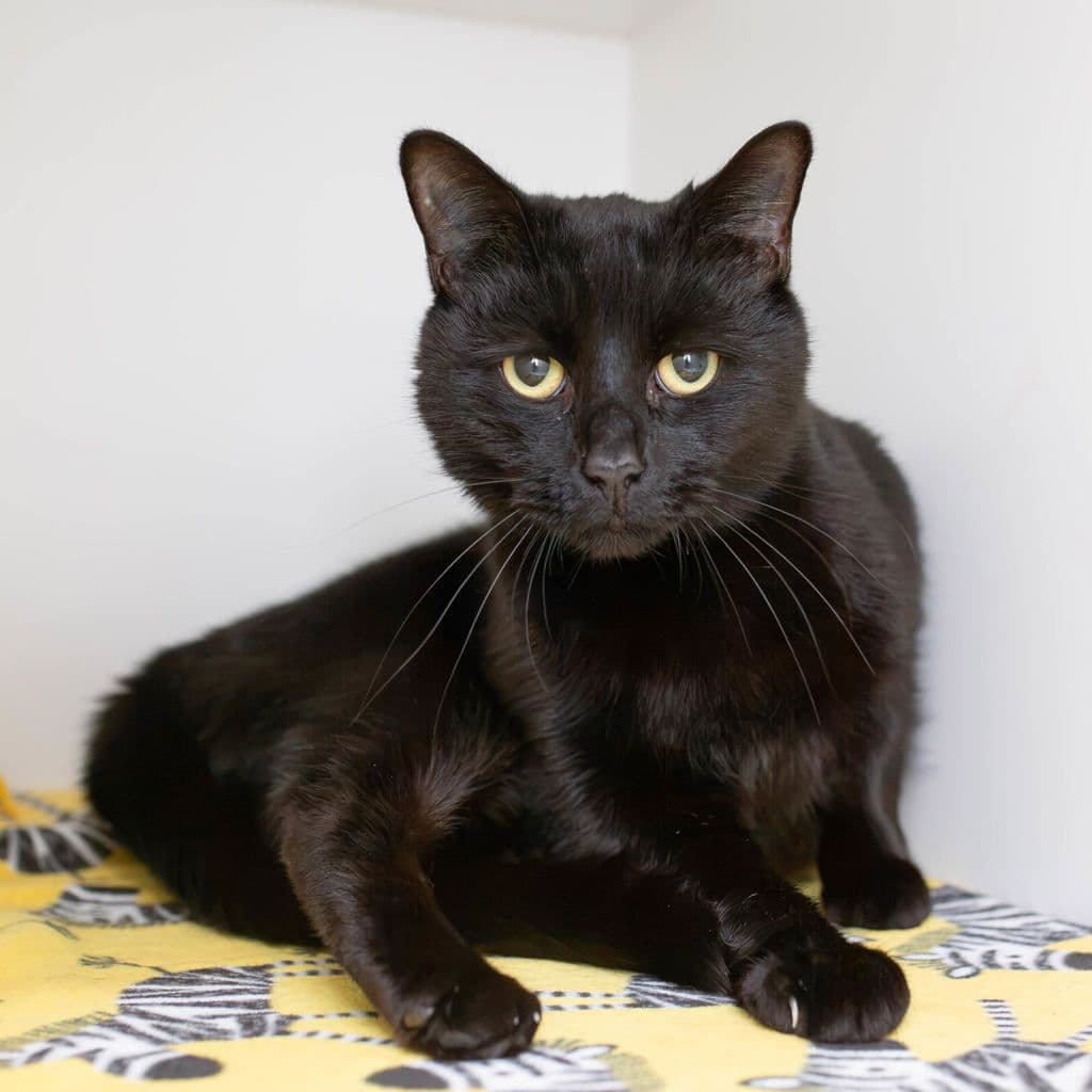 Bernie - Domestic Short Hair cat available for adoption in Brisbane