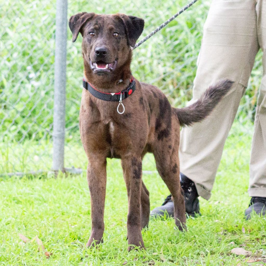 Kermit - Koolie available for adoption in Brisbane