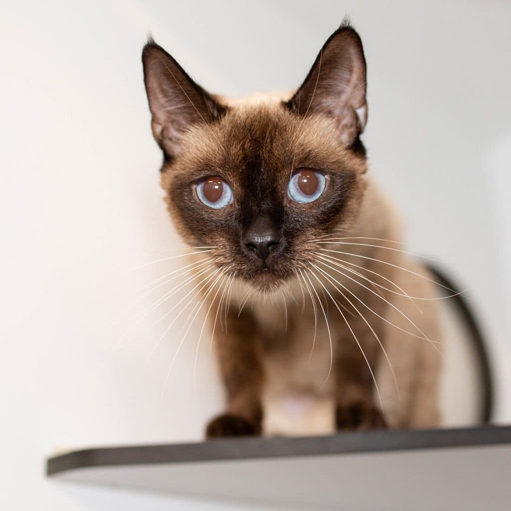 Liara - Siamese cat available for adoption in Brisbane