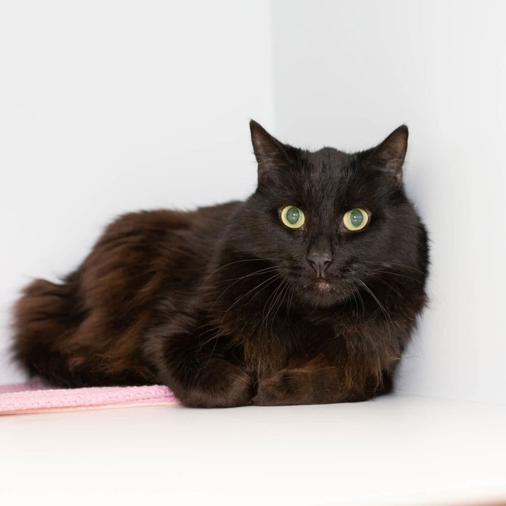 Cooper - Domestic Medium Hair cat available for adoption in Sydney