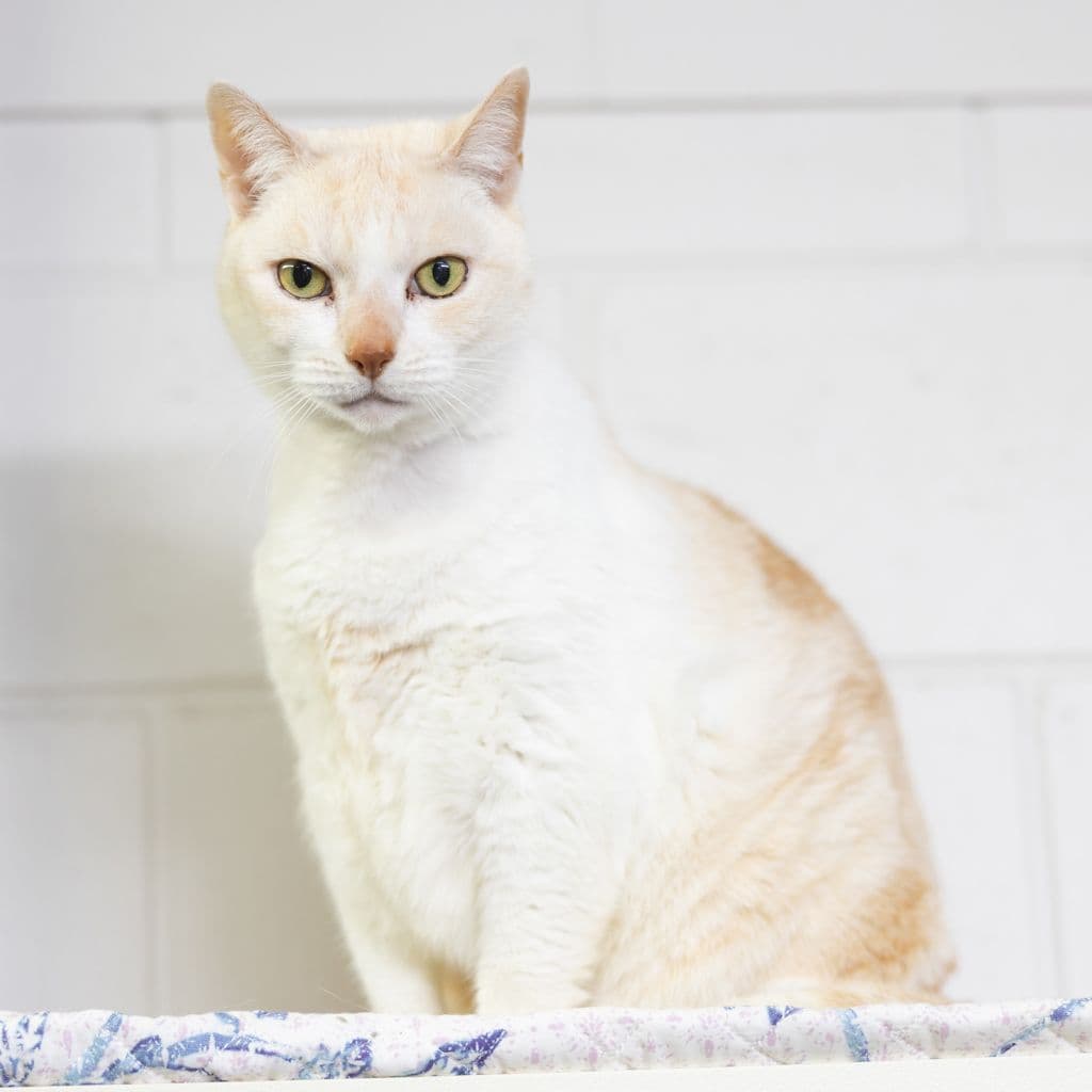 Toffee - Domestic Short Hair cat available for adoption in Gold Coast