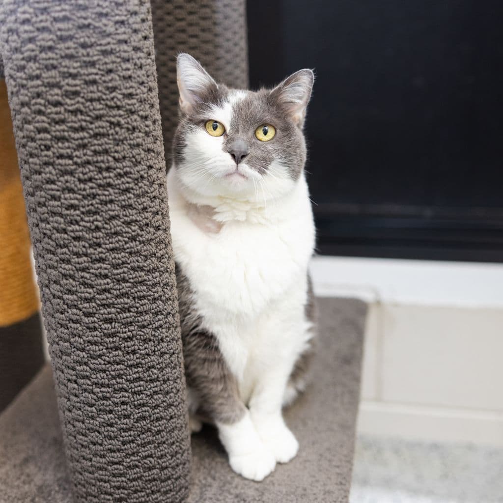 Cinders - Domestic Short Hair cat available for adoption in Gold Coast