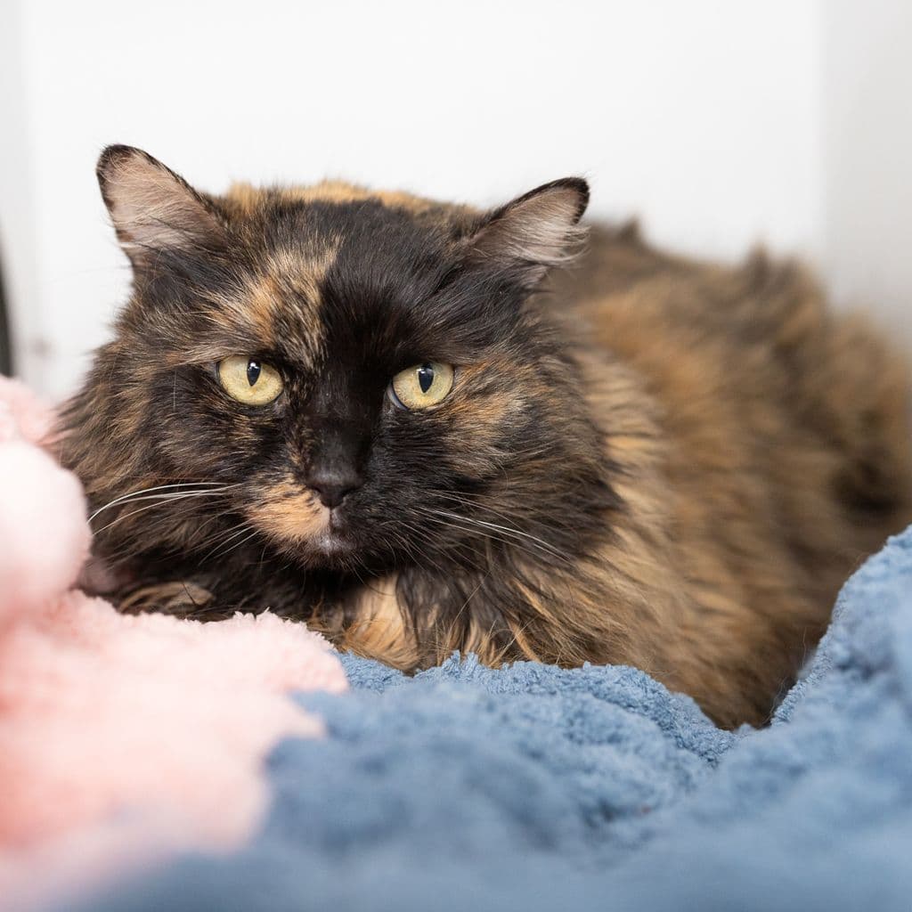 Jam - Domestic Longhair cat available for adoption in Brisbane