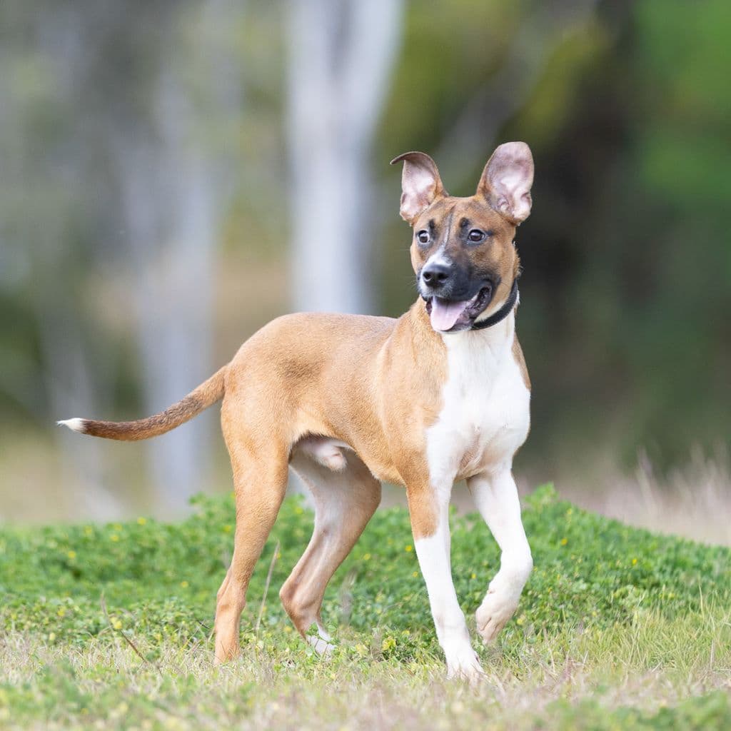 Buster - Boxer / Staffordshire Bull Terrier available for adoption in Brisbane