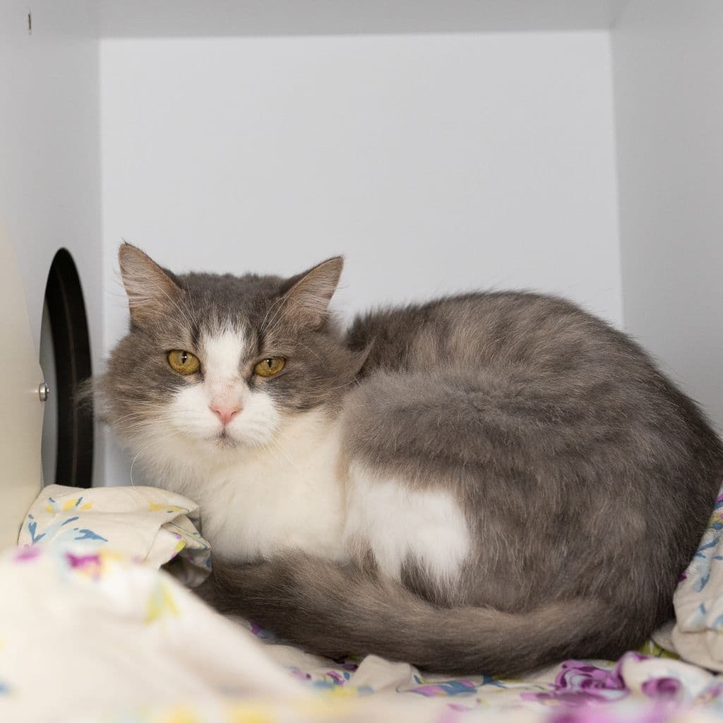 Bubbles - Domestic Medium Hair cat available for adoption in Brisbane
