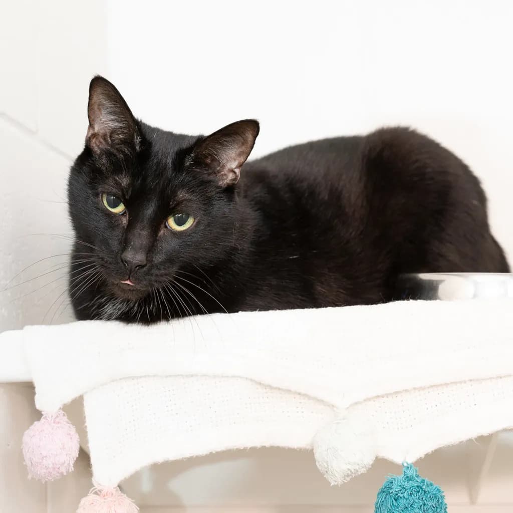 Pixie - Domestic Short Hair cat available for adoption at Animal Welfare League Queensland in Gold Coast