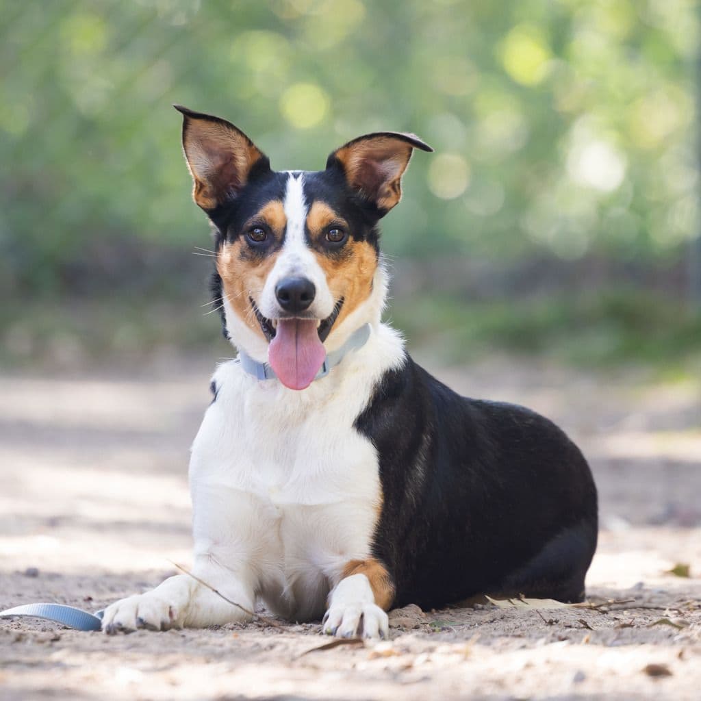 Andy - Border Collie available for adoption in Gold Coast