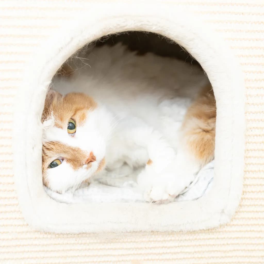 Nutmeg - Domestic Medium Hair cat available for adoption at Animal Welfare League Queensland in Gold Coast