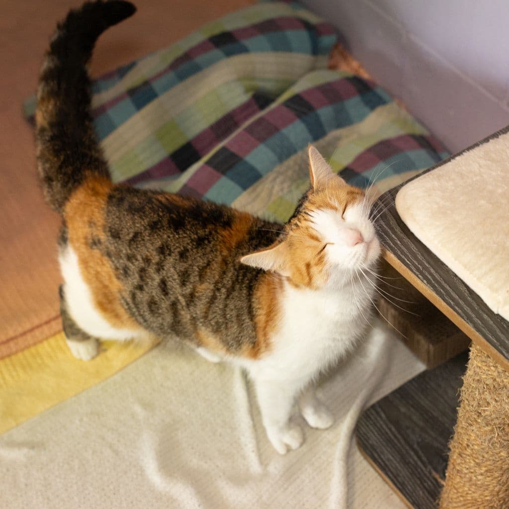 Ruby - Domestic Short Hair cat available for adoption in Sydney