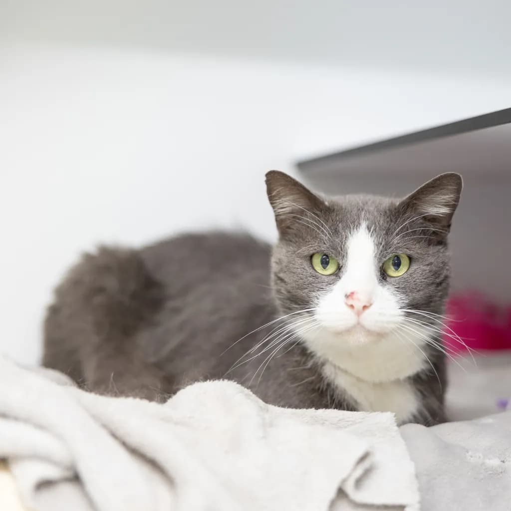Sox - Domestic Short Hair cat available for adoption at Animal Welfare League Queensland in Gold Coast