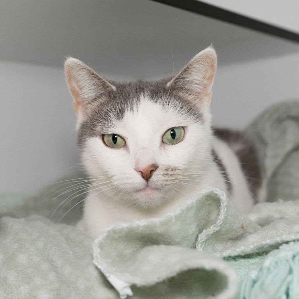 Violet - Domestic Short Hair cat available for adoption at Animal Welfare League Queensland in Brisbane
