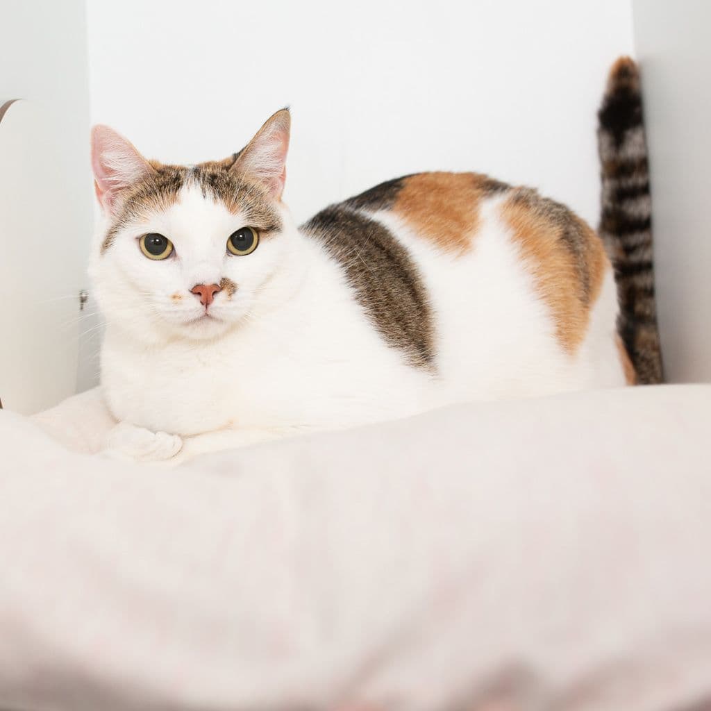 Capri - Domestic Short Hair cat available for adoption at Animal Welfare League Queensland in Brisbane