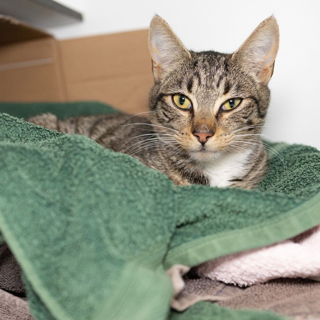 Charm - Domestic Short Hair cat available for adoption in Brisbane