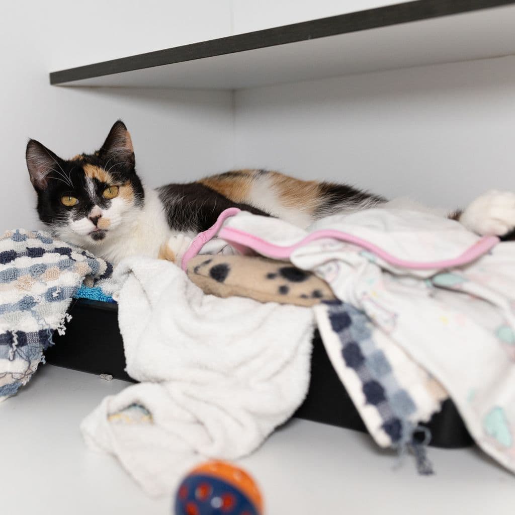 Amber - Domestic Short Hair cat available for adoption in Brisbane