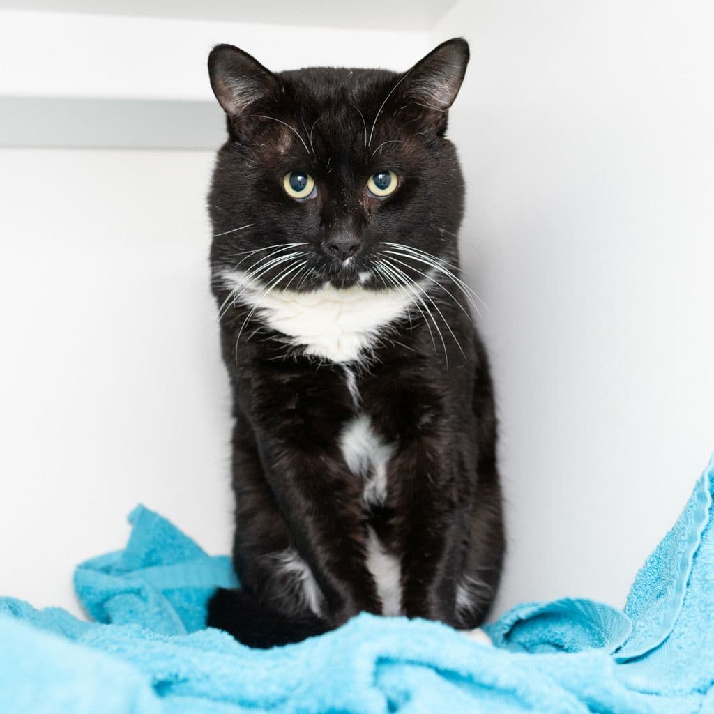 Panda - Domestic Short Hair cat available for adoption in Gold Coast