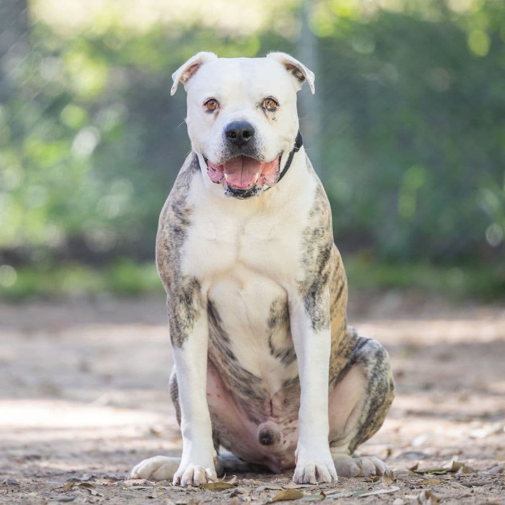 Floyd - American Bulldog available for adoption in Gold Coast